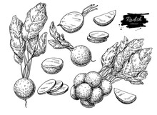 Radish Hand Drawn Vector Illustration Set. Isolated Vegetable Engraved Style Object With Sliced Pieces.