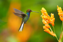 Green Hummingbird With Sparkling Blue Throat, White-tailed Hillstar, Urochroa Bougueri Hovering Next To Orange Flower In Rainy Day Against Colorful, Blurred, Green And Orange Background. Colombia.