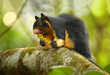 Close Up Photo Black And Yellow Sri Lankan Giant Squirrel, Ratufa Macroura Sitting On Branch And Feeding On Fruit Berries Holding In Front Paws. Green Blurred Leaves In Background, Sri Lanka.