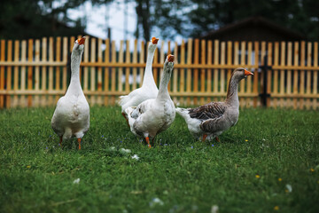 Wall Mural - Geese and sheep on a farm