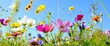 Leinwandbild Motiv Blumenwiese - Hintergrund Panorama - Sommerblumen