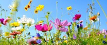 Blumenwiese Kostenloses Stock Bild Public Domain Pictures