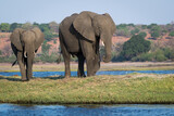 Fototapeta Sawanna - African elephants on the Chobe River at Kasane, Nambibia