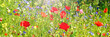 Blumenwiese - Hintergrund Panorama - Sommerblumen