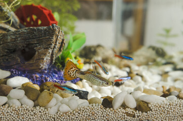 Guppy fish and neon Tetra Paracheirodon in aquarium