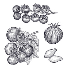 Tomatoes set. Hand drawing of vegetable. Vector art illustration. Isolated image of black ink on white background. Vintage engraving. Kitchen design for decoration recipes, menus, sign shops, markets.