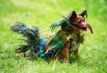 Dog Dressed As Peacock On Street Carnival.