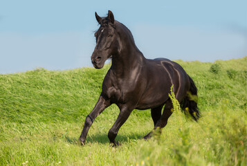 Canvas Print - Black horse runs on a green field on sky background