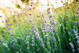 Fototapeta Maki - Blooming lavender in the spring and sun evening light. Garden flowers