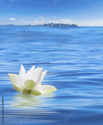 Fleur Blanche De Lotus Sur Mer Dhuile En Thaïlande Buy