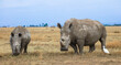 White rhino female with calf
