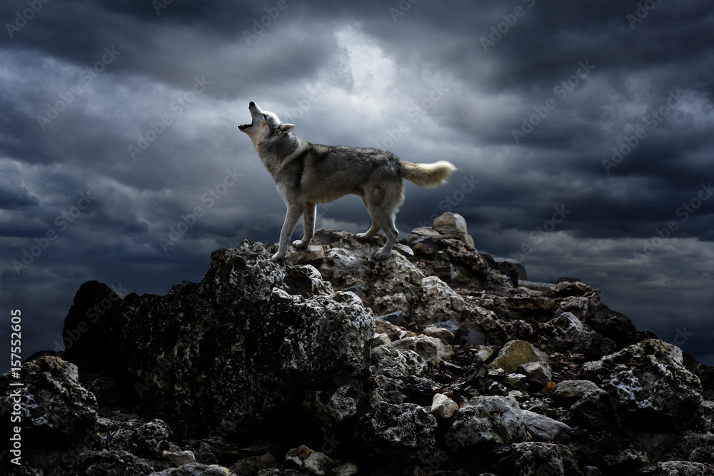 Obraz na płótnie A lone wolf sings his song on top at night w salonie