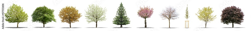 High definition collection Tree isolated on a white background - obrazy, fototapety, plakaty 
