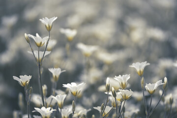 Wall Mural - small white flowers on a beautiful background flowering cerastium. selective focus