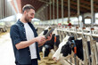 © Syda Productions - young man with tablet pc and cows on dairy farm