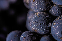 Grape Vines Isolated , Water Drops ,macro Shot , Black Background , Ideal Grapes Bunch , Closeup
