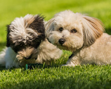 Older Coton De Tulear Dog And Puppy Playing And Lying Together In The Grass