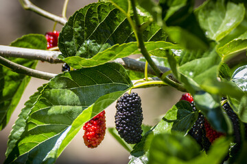 The fruit of black mulberry