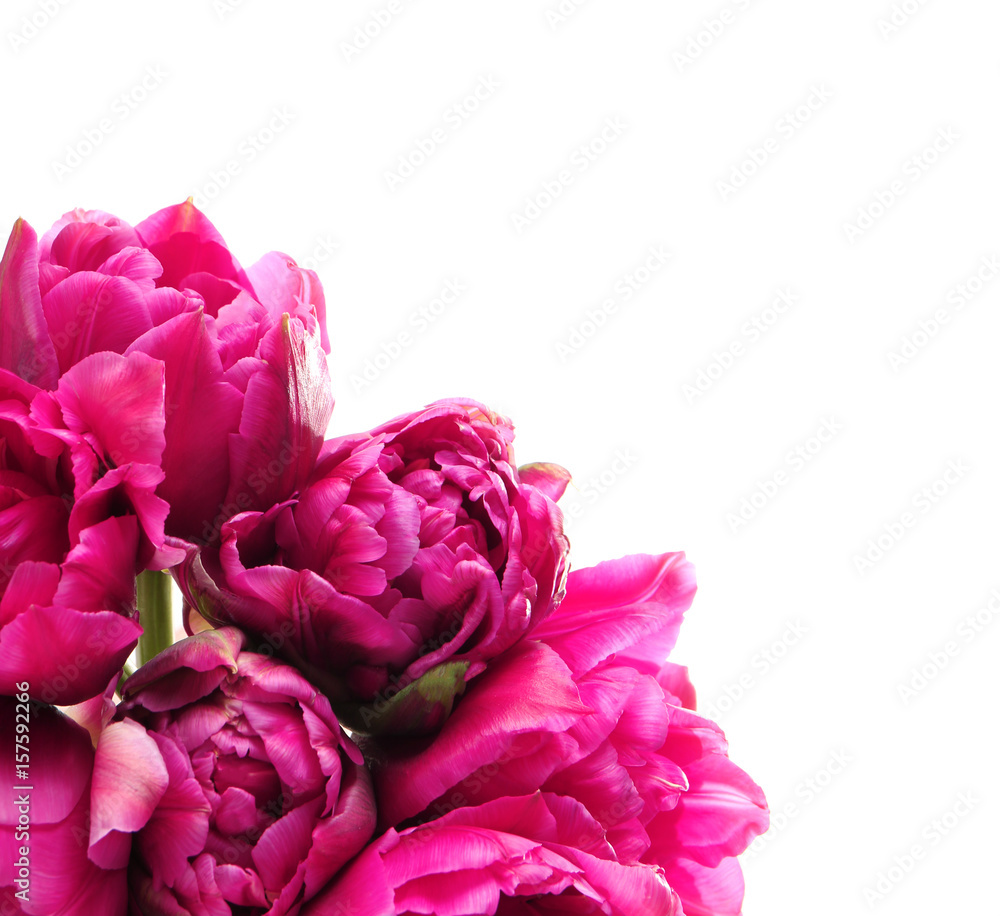 Beautiful tulip flowers on white background, closeup