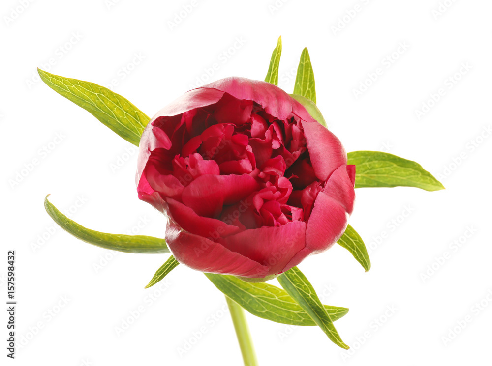 Beautiful peony flower on white background