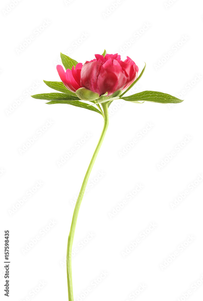 Beautiful peony flower on white background