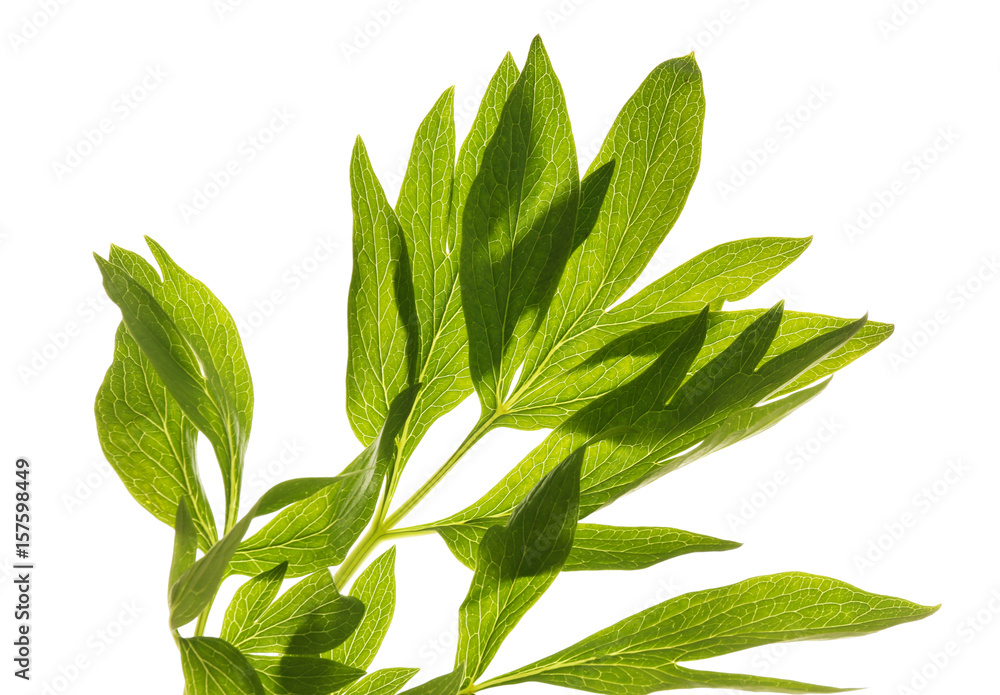 Peony leaves on white background