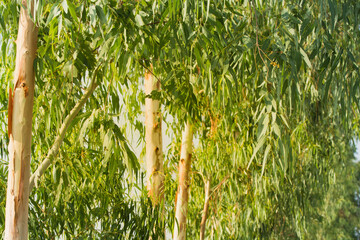 Eucalyptus leaves and trunk tree eucalyptus background