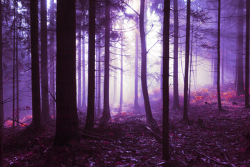 Wall Mural - Spooky pink purple colored foggy light in the forest tree landscape. Color tone filter effect used.