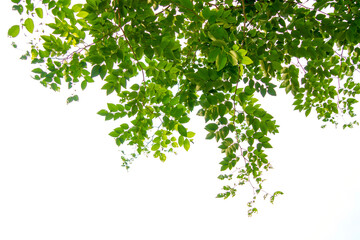 green tree branch isolated