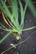 little camomile in novern coast in black sand in cloudy weather