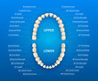 Human mouth with tooth numbering chart on blue background