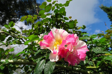 nice roses with 2 colors, pink and white