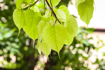 Green Bodhi leaves or Pho leaves in branch of tree 