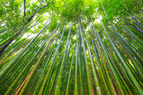Fototapeta Sypialnia - Arashiyama bamboo forest green background in Kyoto