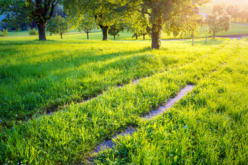 Sticker - Feldweg durch eine Wiese mit Bäumen bei Sonnenuntergang im Frühling