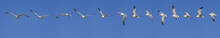 Sequence Of Seagulls Flying In The Blue Sky
