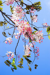 Wall Mural - Wishing tree, pink shower, cassia bakeriana craib. Thailand.