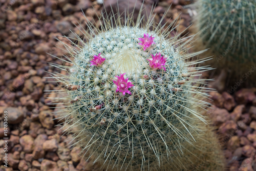 Mammillaria cactus in bloom. Pink flowers of a Mammillaria species cactus  plant. Stock Photo | Adobe Stock