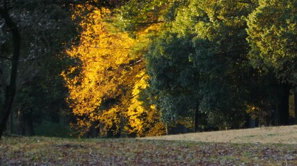 Wall Mural - Autumn Leaves / Fall Colors - Nogawa Park (Tokyo, Japan) - Field Recording Sound - Fix/Zoom Back/Fix