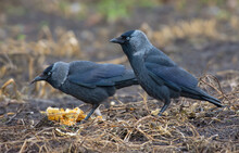 Pair Of Western Jackdaws Feeding Together In A Field