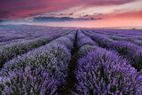 Fototapeta Krajobraz - Lavender field summer landscape.Floral background