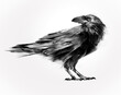isolated painted sitting bird raven