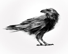 Isolated Painted Sitting Bird Raven