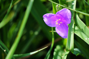 Purple Bloom