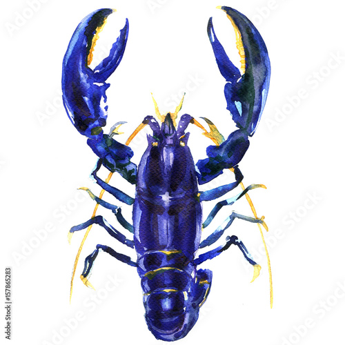 Naklejka dekoracyjna Błękity homar na białym tle