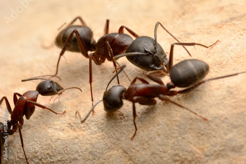Zdjęcie XXL Silne szczęki z bliska czerwonych mrówek