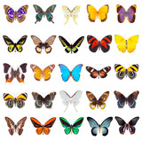 Fototapeta Motyle - Set of beautiful and colorful butterflies isolated on white.