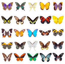 Set Of Beautiful And Colorful Butterflies Isolated On White.