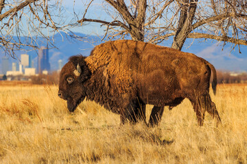 bison scratching its side on a tree with the denver skyline in the distance.