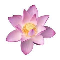 lotus on isolated white background.